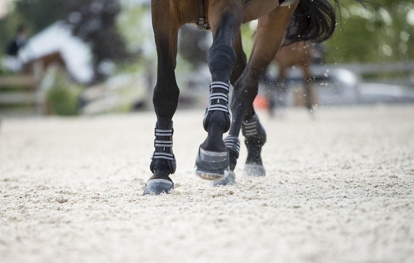 Horse Boots